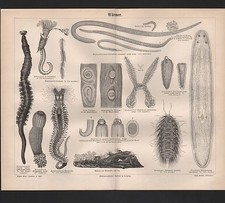 Lithografie 1890: WÜRMER