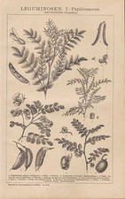 Lithografie 1898: LEGUMINOSEN